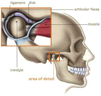 Diagram of the side of a skull with the TMJ jaw joint and ligament, dsik, condyle highlighted